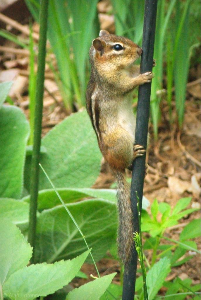 It's Not Work, It's Gardening! Safflower seed